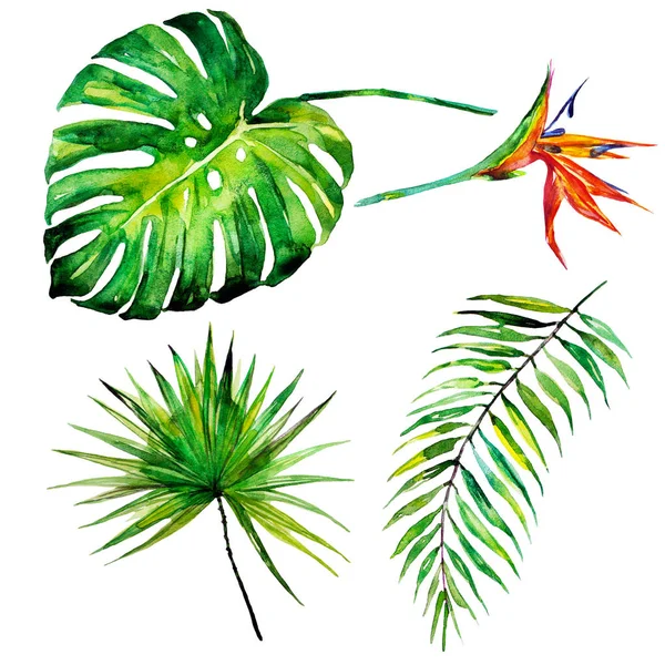 güzel tropikal palmiye yaprakları ve çiçekleri, suluboya