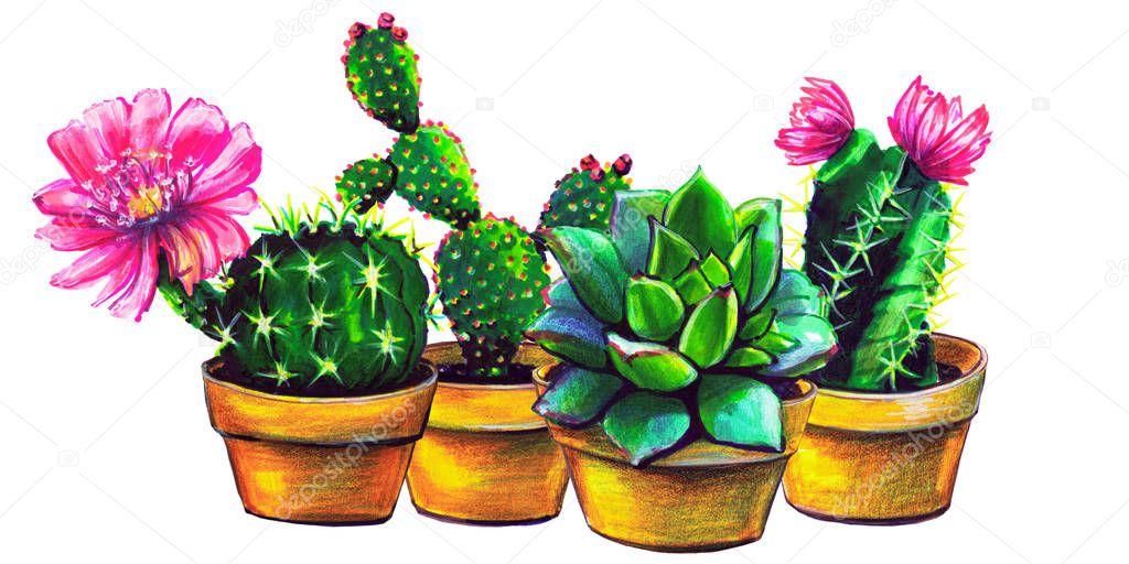 cactus, set of succulent plants, isolated on a white
