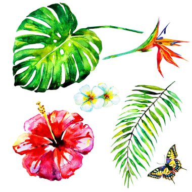 güzel tropikal palmiye yaprakları ve çiçekleri, suluboya