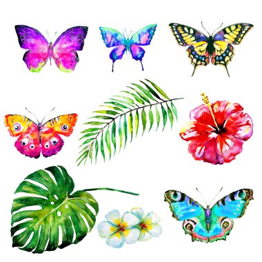 güzel pembe kelebek, suluboya, izole bir beyaz