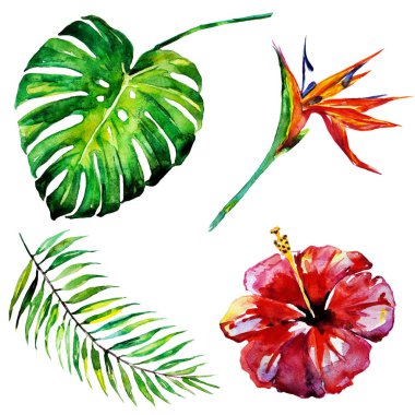 tropikal palmiye ağacı, yapraklar, çiçekler, yaz saati