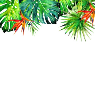 Hawaiian çiçek, egzotik bitkiler, beyaz izole