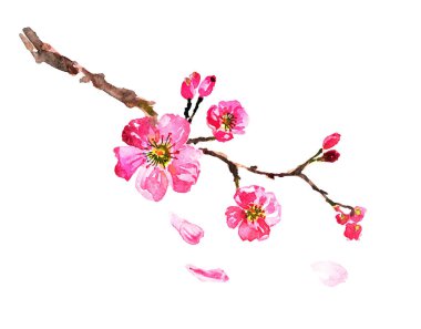 Sakura ağacı suluboya resim, kiraz çiçek