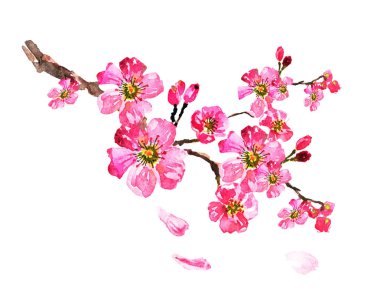 Sakura ağacı suluboya resim, kiraz çiçek