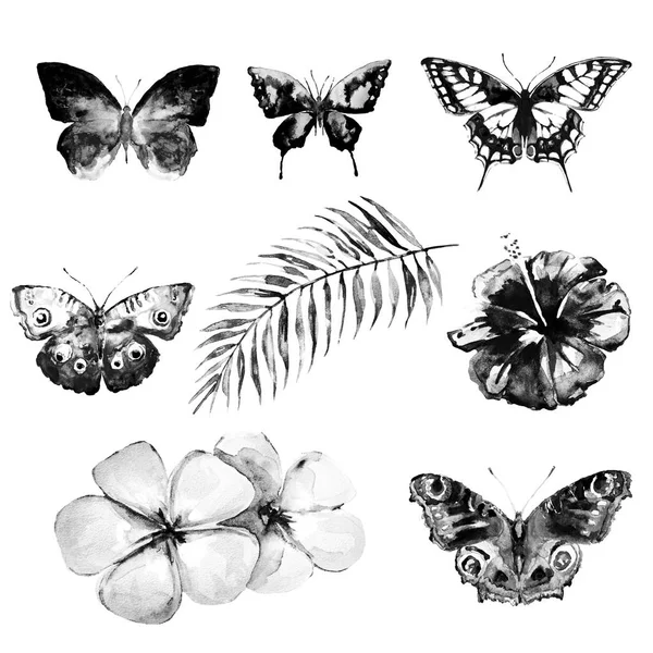 güzel pembe kelebek, suluboya, izole bir beyaz