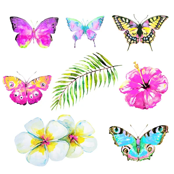 güzel pembe kelebek, suluboya, izole bir beyaz