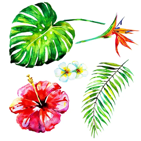 güzel tropikal palmiye yaprakları ve çiçekleri, suluboya