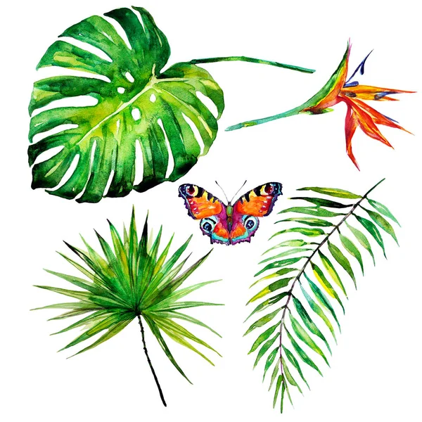 güzel tropikal palmiye yaprakları ve çiçekleri, suluboya