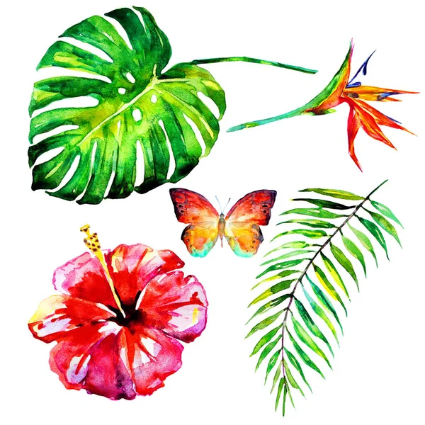 Belles Feuilles Fleurs Palmiers Tropicaux Aquarelle — Photo