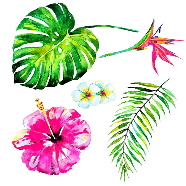 güzel tropikal palmiye yaprakları ve çiçekleri, suluboya