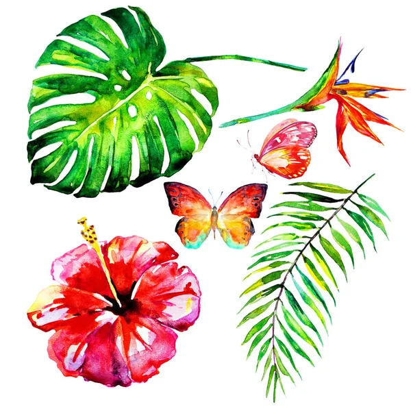 güzel tropikal palmiye yaprakları ve çiçekleri, suluboya