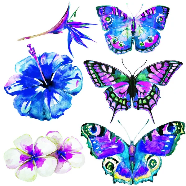 Vackra Tropiska Fjärilar Och Blommor Akvarell Isolerad Vit — Stockfoto