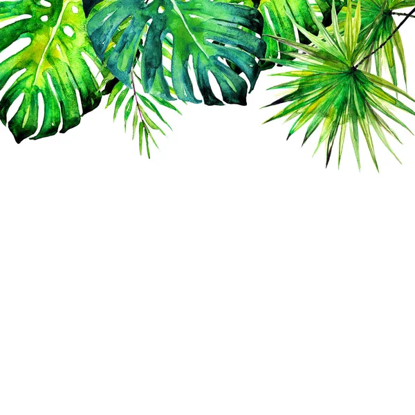 Tropická Palma Listy Letní Čas — Stock fotografie