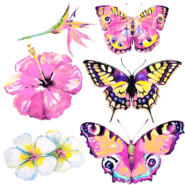 güzel tropikal kelebekler ve çiçekler, suluboya, izole bir beyaz