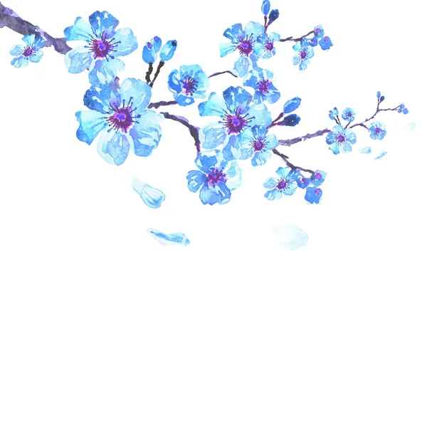 Sakura ağacı suluboya resim, kiraz çiçek