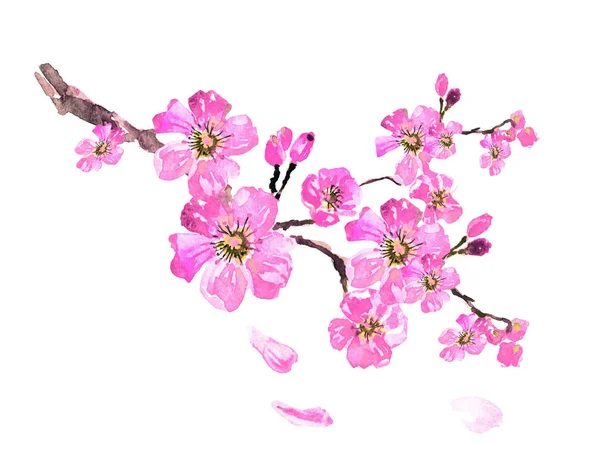 Bloom Akwarela Ilustracja Wiśniowego Drzewa Sakura — Zdjęcie stockowe