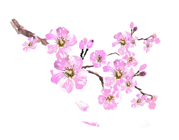 Bloom Akwarela Ilustracja Wiśniowego Drzewa Sakura — Zdjęcie stockowe