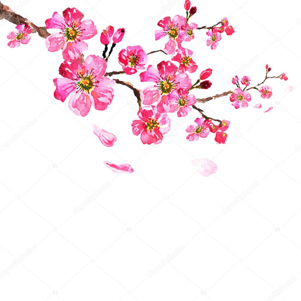 sakura tree watercolor illustration, cherry bloom
