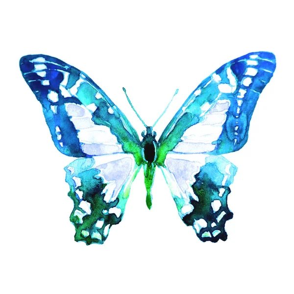 美丽的蓝色蝴蝶 被隔绝在白色 — 图库照片