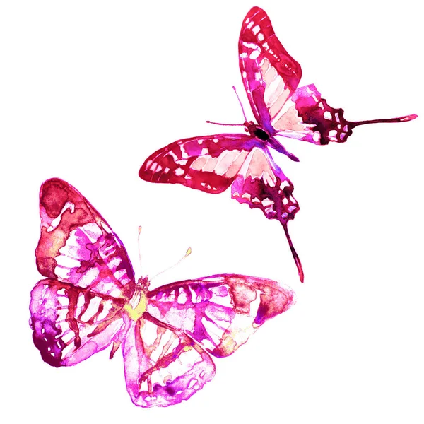 Motýli Izolované Bílém Pozadí Akvarel — Stock fotografie