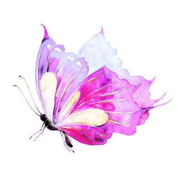 Papillon Isolé Sur Fond Blanc Aquarelle — Photo