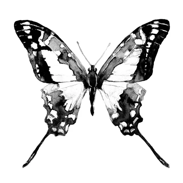 Vlinder Geïsoleerd Een Witte Achtergrond Aquarel — Stockfoto