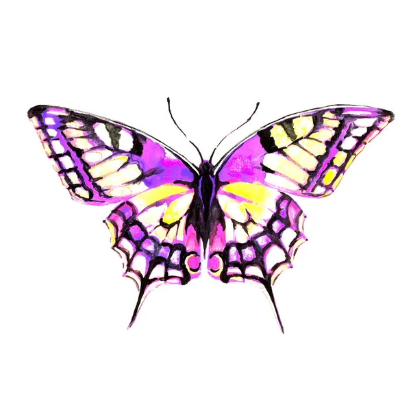 Butterfly Isolated White Background Watercolor — Stock Photo, Image