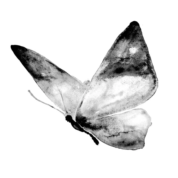 Mariposa Aislada Sobre Fondo Blanco Acuarela —  Fotos de Stock