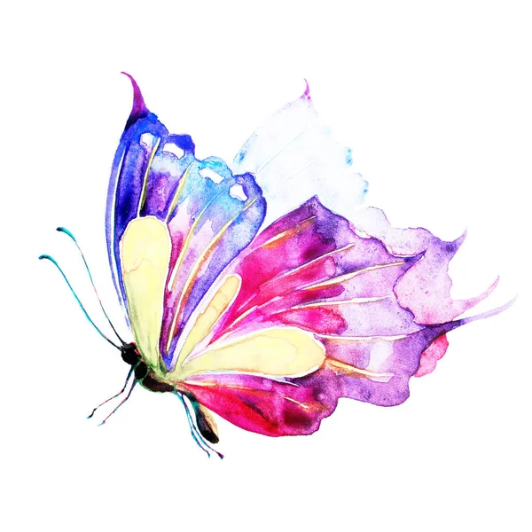 Красивий Метелик Ізольований Білому Тлі — стокове фото