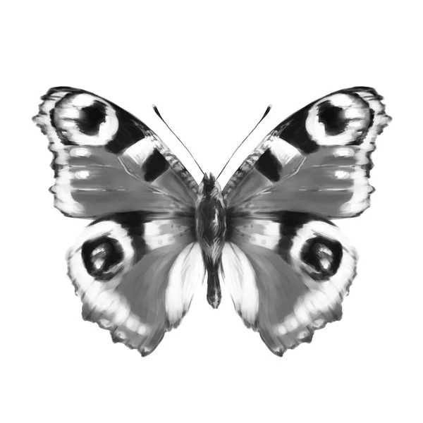 Mariposa Dibujo Mano Sobre Blanco — Foto de Stock