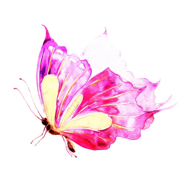 Красивая Бабочка Изолированная Белом Фоне — стоковое фото
