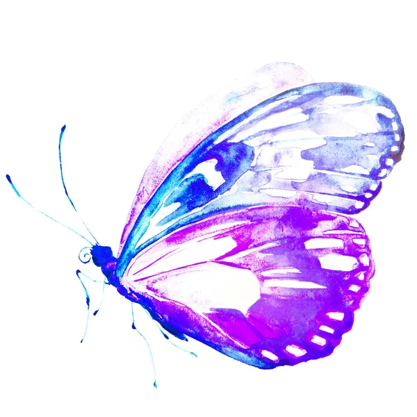 Beautiful Butterfly Watercolor Isolated White — Stock Photo, Image