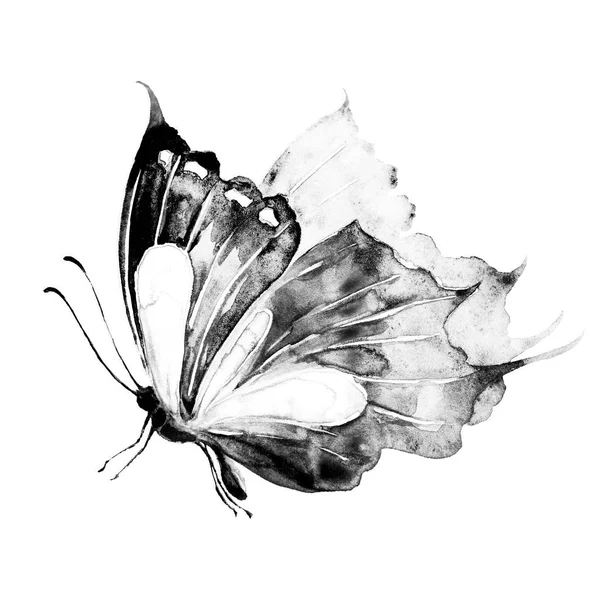 白い背景で隔離の美しい蝶 — ストック写真