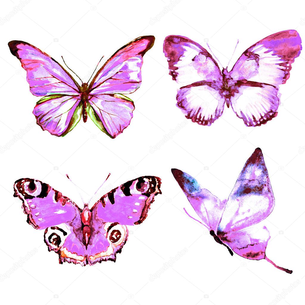 butterflies isolated on white background ,watercolor