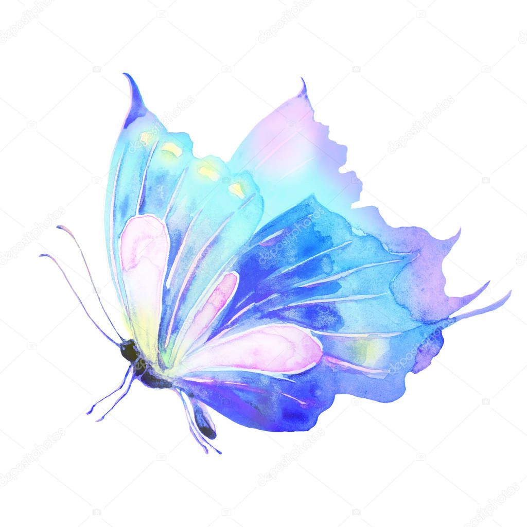 butterfly isolated on white background, watercolor