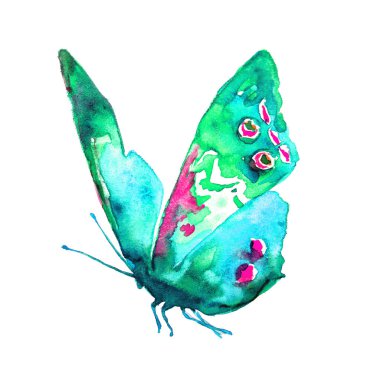 güzel kelebek, suluboya, izole bir beyaz