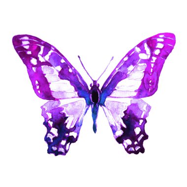 güzel kelebek, beyaz, suluboya izole