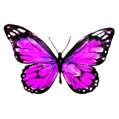 güzel pembe kelebek, suluboya, izole bir beyaz