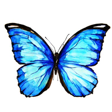 güzel mavi kelebek, suluboya, izole bir beyaz
