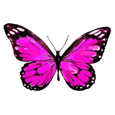 güzel pembe kelebek, suluboya, izole bir beyaz