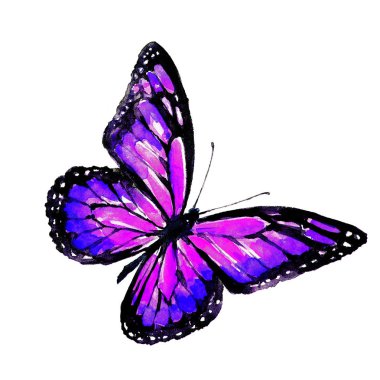 güzel pembe kelebek, suluboya, izole bir beyaz