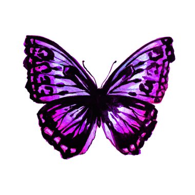 güzel pembe kelebek, suluboya, izole bir beyaz