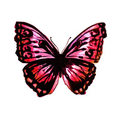 güzel kelebek, suluboya, izole bir beyaz