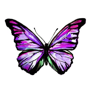 güzel pembe kelebek, suluboya, izole bir beyaz