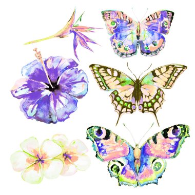 güzel parlak kelebekler, suluboya, izole bir beyaz