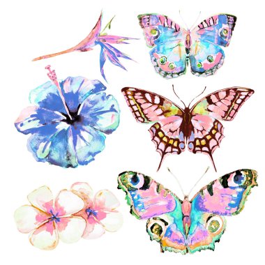 güzel parlak kelebekler, suluboya, izole bir beyaz