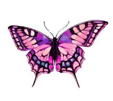 güzel kelebek, suluboya, izole bir beyaz arka plan üzerinde