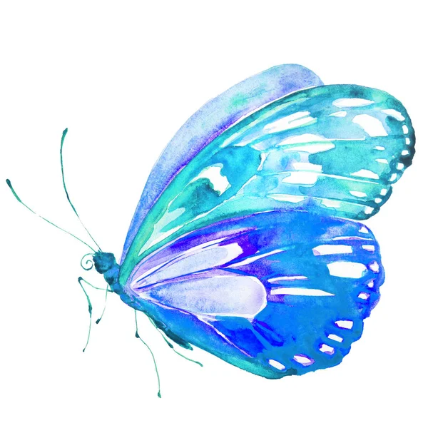 Beautiful Butterfly Isolated White Watercolor — Stock Photo, Image