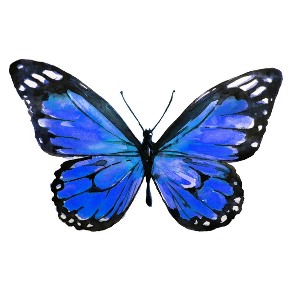 Beautiful Blue Butterfly Watercolor Isolated White — Stock Photo, Image