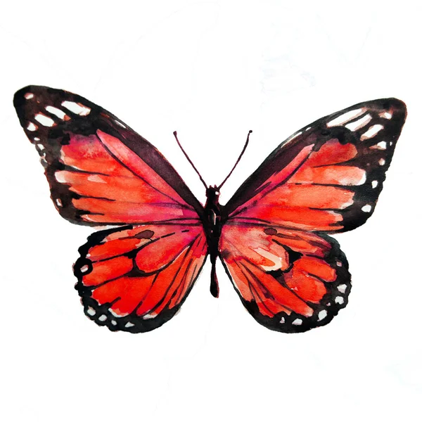 수채화 나비는 — 스톡 사진